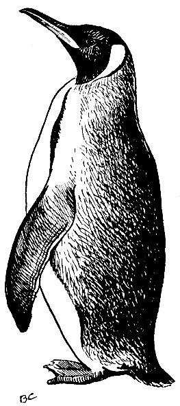 Рис. 19. Королевский'пингвин Aptenodytes patagonica Miller