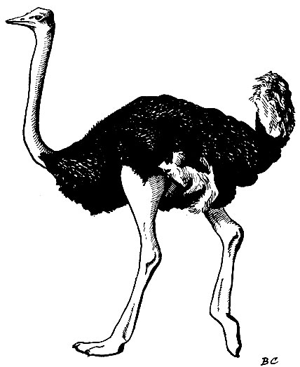 Рис. 21. Страус Struthio camelus L