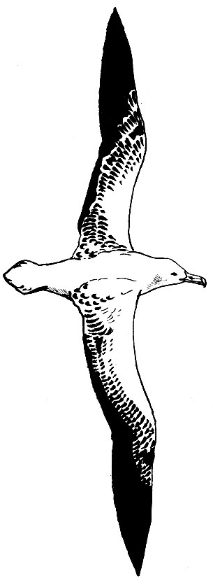 Рис. 32. Альбатрос Diomedea exulans L
