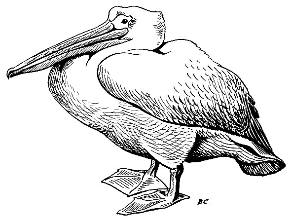 Рис. 38. Розовый пеликан Pelecanus onocrotalus L