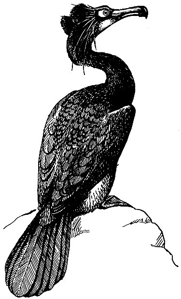 Рис. 40. Стеллеров баклан Р halacrocorax perspicillatus Pall, с Командорских островов, вымер в середине XIX в.