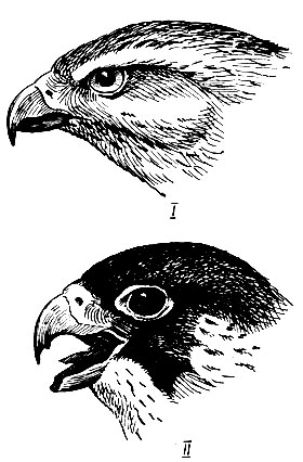 Рис. 70. Головы ястреба тетеревятника Accipiter gentilis L. (I) и сапсана Falco peregrinus Tunst. (II; хорошо виден предвершинный зубец)