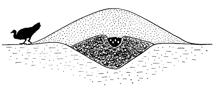Рис. 77. Схема гнезда глазчатой сорной курицы Leipoa ocellata Gld