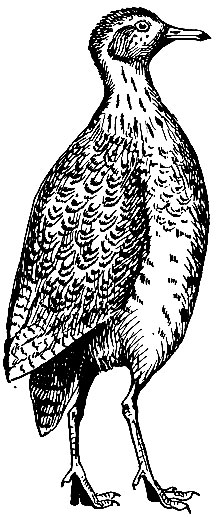Рис. 87. Астралийский странник Pedionomus torquatus (Gld.)