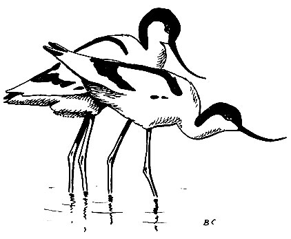 Рис. 109. Шилоклювка Recurvirostra avosetta L