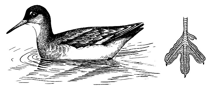 Рис. 111. Круглоносый плавунчик Phalaropus lobatus (L.) Сбоку его лапа: на пальцах кожистые оторочки