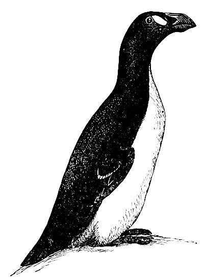 Рис. 121. Бескрылая гагарка Pinguinusimpennis (L.)