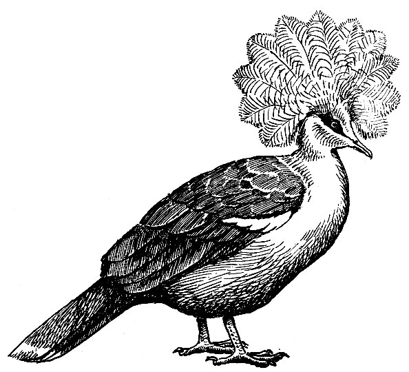 Рис. 125. Венценосный' голубь Goura critsata (Pall.)