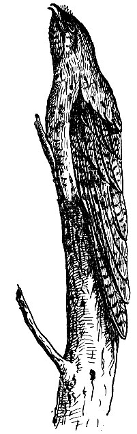 Рис. 136. Насиживающий серый исполинский козодой Nyctibias griseus Gm