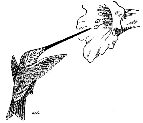 Рис. 142. Сосущий сок шпагоклювый колибри Ensifera ensifera (Boiss.)