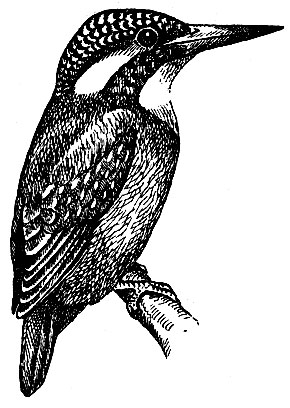 Рис. 145. Обыкновенный зимородок Alcedo atthis (L.)