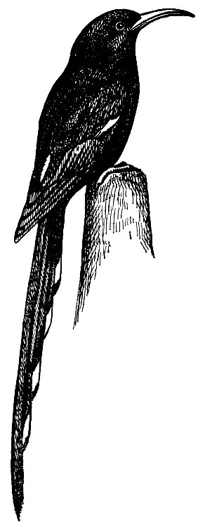 Рис. 155. Древесный удод Pho- eniculus purpureus (Mill.)