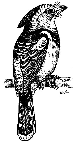 Рис. 159. Черноспинная бородатка Trachyphonus vaillantii Ranz