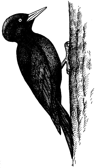 Рис. 163. Черный дятел Dryосopus marti us (L.)