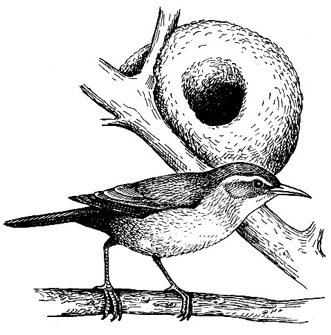 Рис. 167. Печник Furnarius rufus (Gm.) около гнезда