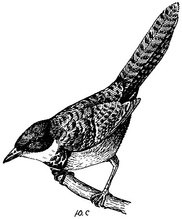 Рис. 181. Кустарниковая птица Atrichornis clamosus (Gld.)