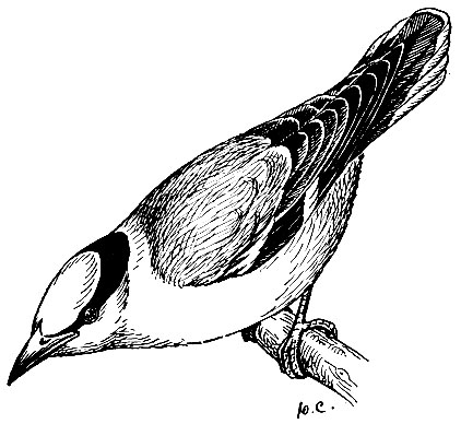 Рис. 186. Черноголовая иволга Oriolus chinensis (L.)