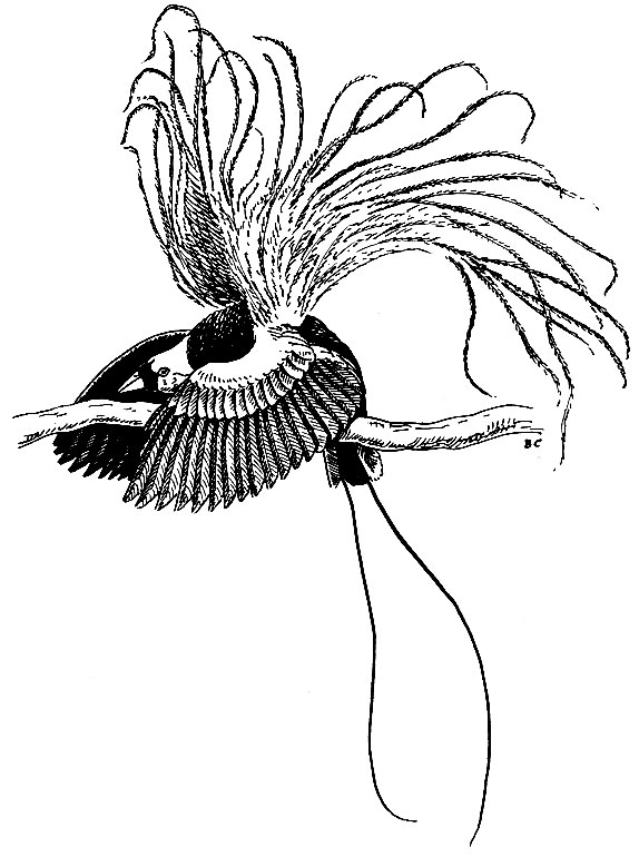 Рис. 192. Токующий самец большой райской птицы Paradisaea apoda L.