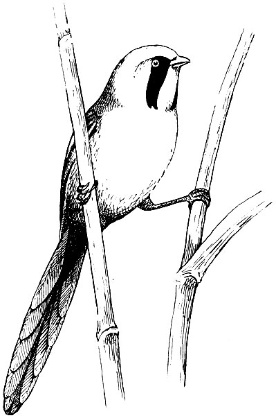 Рис. 198. Усатая синица Panurus biarmicus (L.)