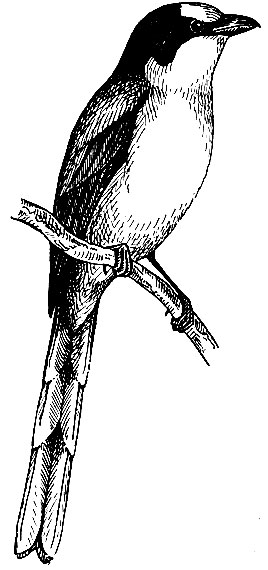 Рис. 202. Серый личинкоед Pericrocotus divaricatus Raffl