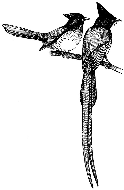Рис. 214. Длиннохвостая мухоловка Terpsiphone paradisi (L.); самка и самец