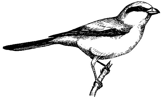 Рис. 223. Серый сорокопут Lanius excubitor L.