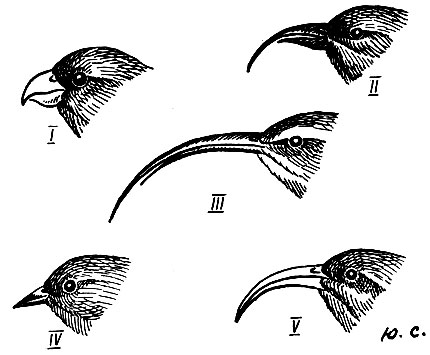 Рис. 234. Форма клюва у гавайских цветочниц: I - Psittirostra bailleui (Oust.); II - Hemignathus wilsoni (Rotsch.); III - H. procerus (Licht.); IV - Loxops coccinea (Gm.); V - Vestiaria coccinea (Forst.)