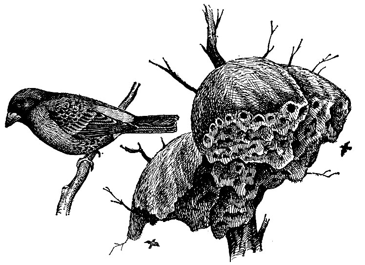 Рис. 236. Африканский общественный воробей Philetairus socius (Lath.); справа общее гнездовое сооружение, входы в индивидуальные гнезда снизу