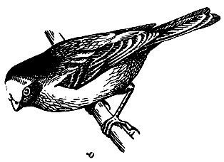 Рис. 240. Плюшевоголовый вьюрок Catamblyrhynchus diadema (Lafr.)
