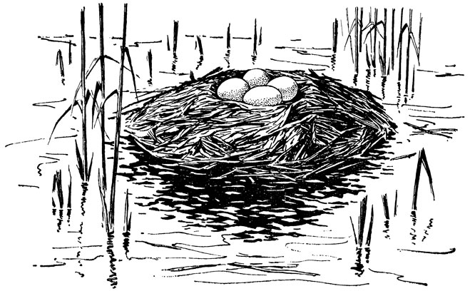 Рис. 9. Плавучее гнездо черношейной поганки