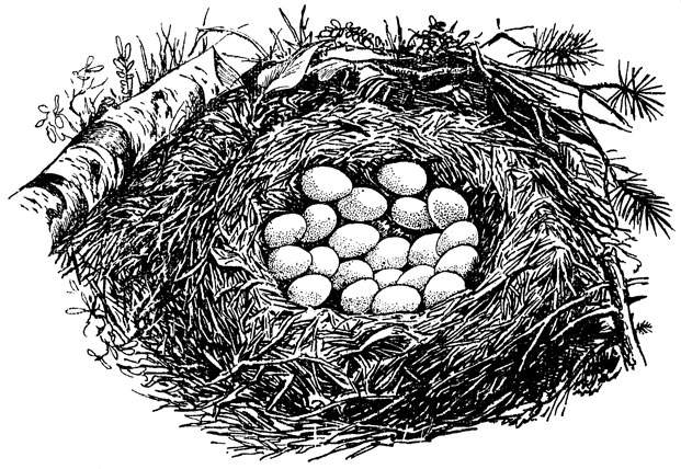 Рис. 14. Гнездо серой куропатки
