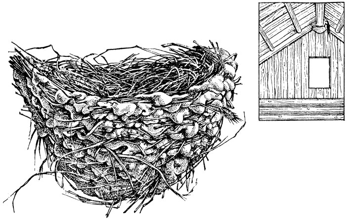 Рис. 21. Гнездо деревенской ласточки
