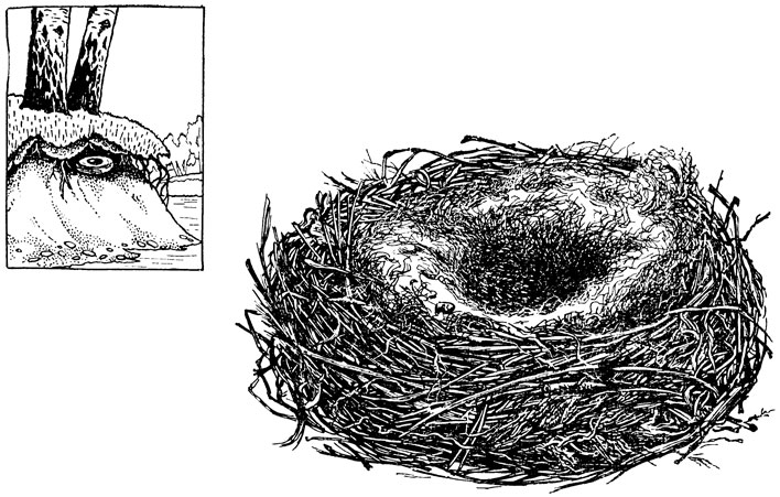 Рис. 24. Гнездо белой трясогузки