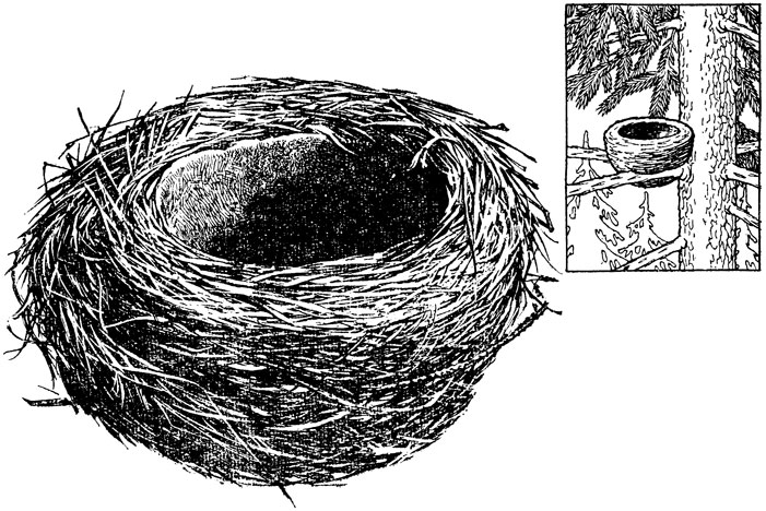Рис. 31. Гнездо певчего дрозда