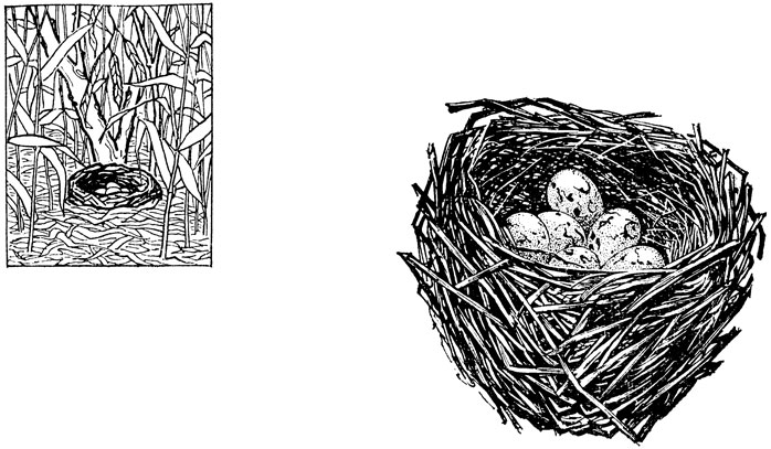 Рис. 48. Гнездо камышовой овсянки