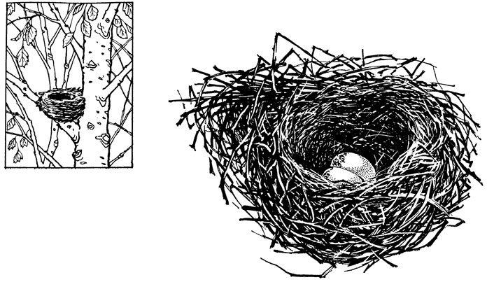 Рис. 51. Гнездо обыкновенной чечевицы