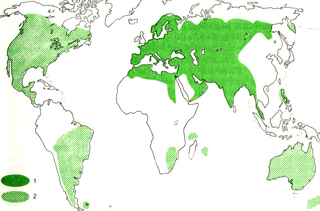Карта 1 - Ареал домового воробья: 1	- естественное расселение; 2 - искусственно заселенные территории