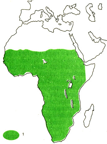 Карта 3. Ареал доминиканской вдовушки (1)