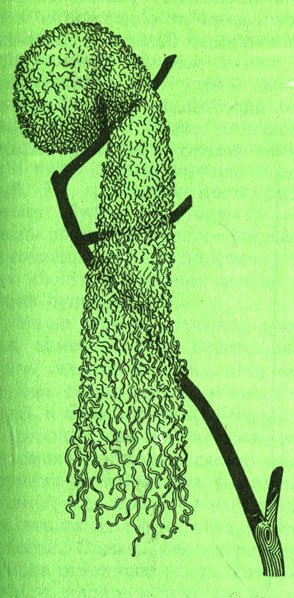 Рис. 16. Гнездо с удлиненным боковым летком принадлежит черному ткачиху - Ploceus nigirrimus, жителю Африки