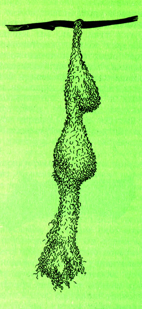 Рис. 17. Такое висячее гнездо с нижним входом строит байа - Ploceus philippinus - обитатель юга Азии