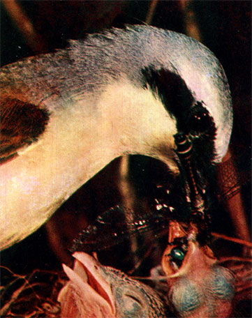 Сорокопут-жулан