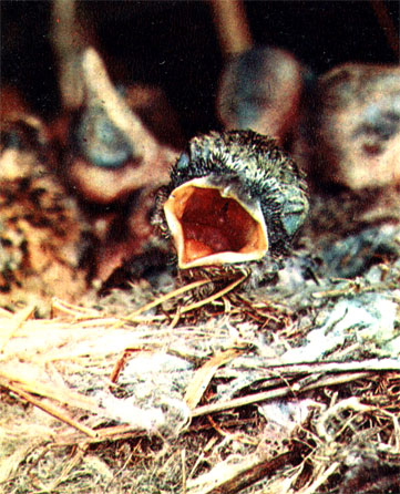 Сорокопут-жулан