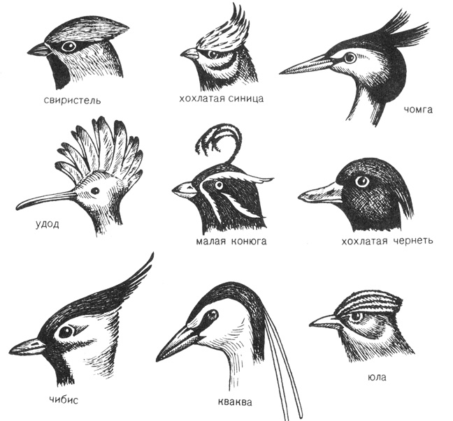 Определение Птицы По Фото