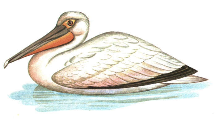 8. Розовый пеликан - Pelecanus onocrotalus
