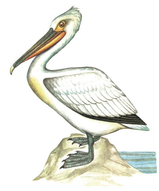9. Кудрявый пеликан - Pelecanus crispus