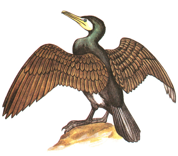 10.   - Phalacrocorax carbo