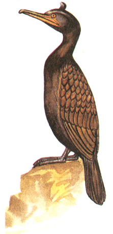 11.   - Phalacrocorax aristotelis