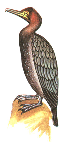 12.   - Phalacrocorax pygmaeus