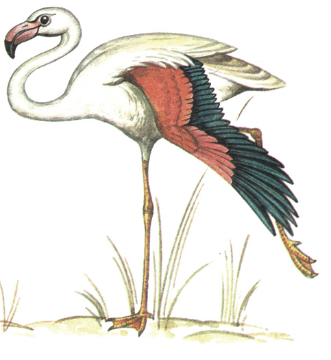 21.  - Phoenicopterus roseus