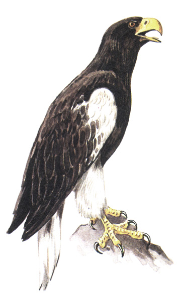 71.   - Haliaeetus pelagicus